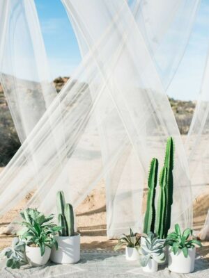 Mixed Potted Cacti & Agave
