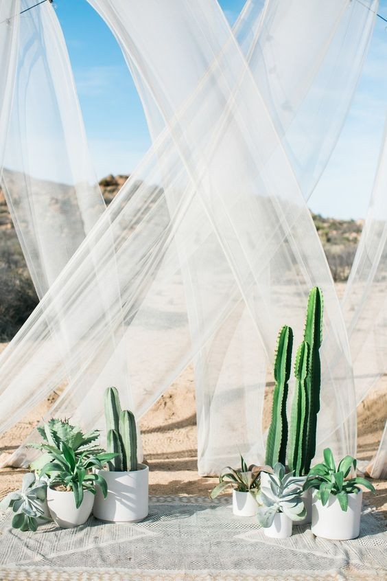 Mixed Potted Cacti & Agave